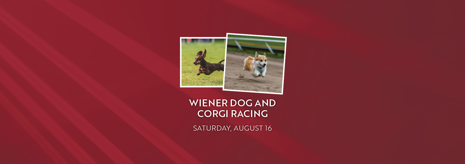 Wiener Dog and Corgi Racing Saturday, August 16