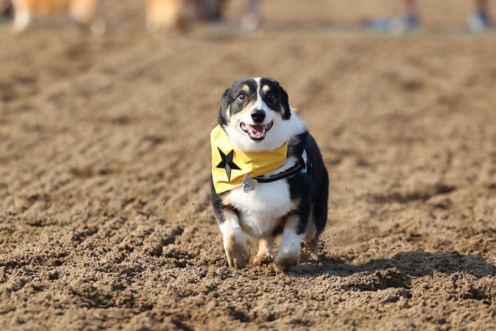 Corgi and Wiener Dog Racing 2026