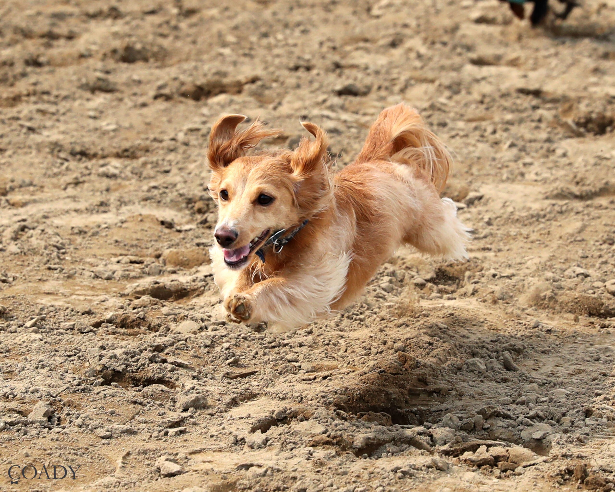 Weiner Dog Racing – 08-23-25 – Finish 01